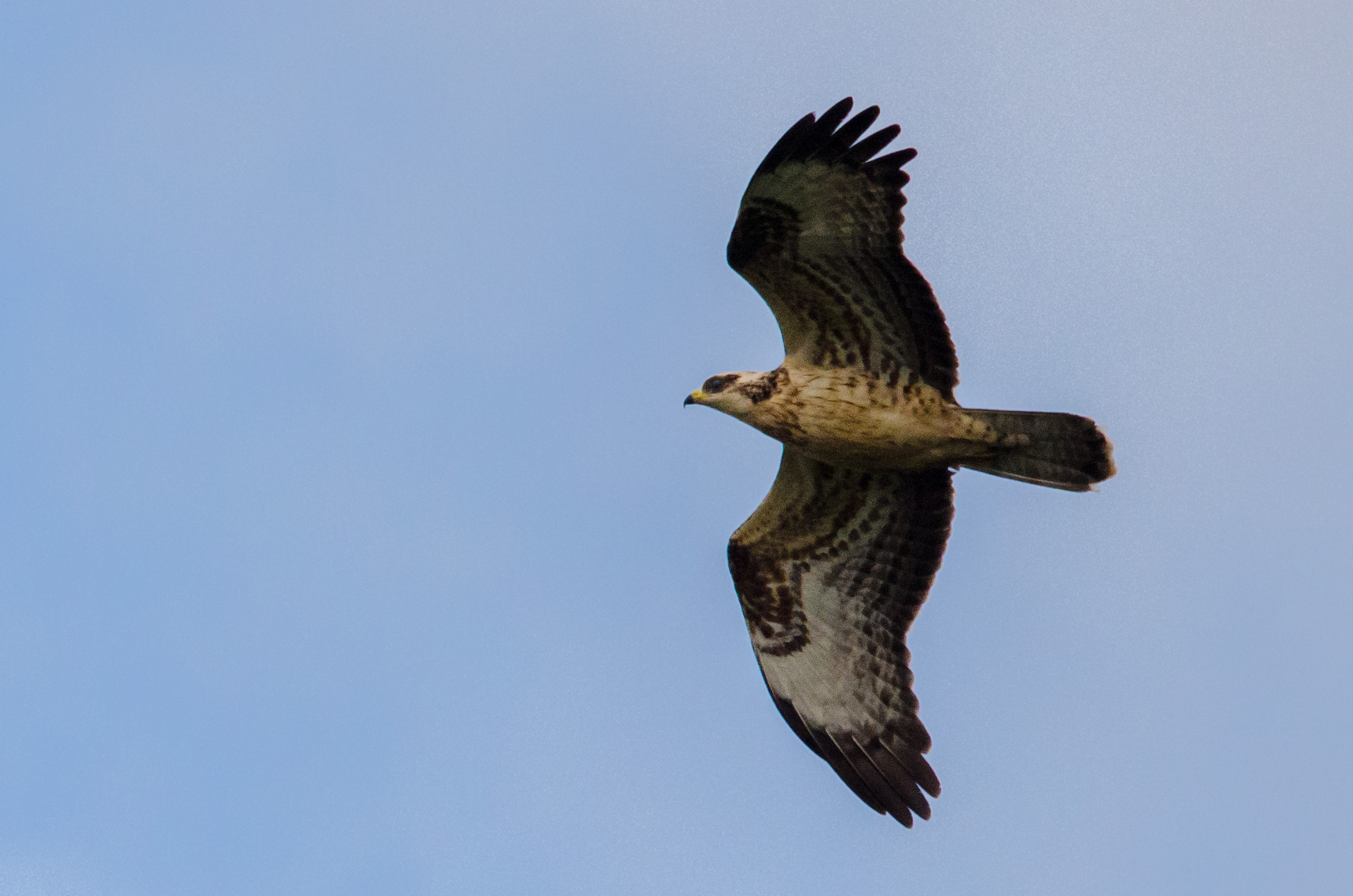 perapi_23_9_2018_DSC7480